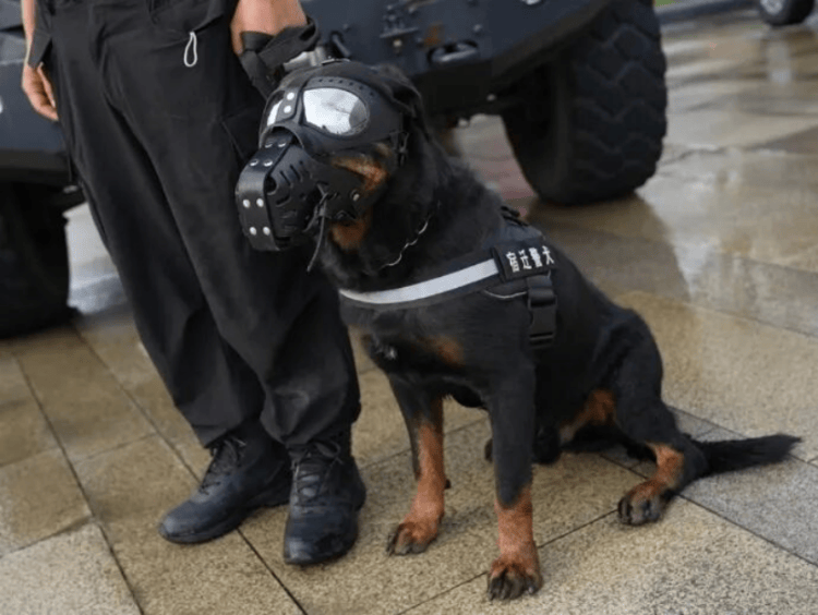 “汪汪队”的“苏超”赛场安保日记