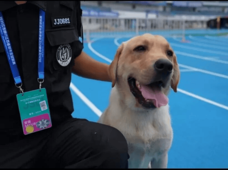 “汪汪队”的“苏超”赛场安保日记