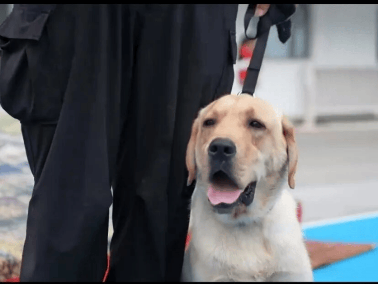 “汪汪队”的“苏超”赛场安保日记